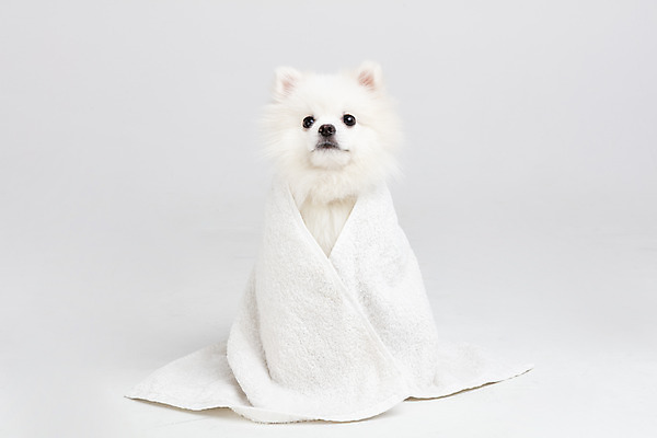 포토 JPG 스튜디오촬영 동물 한마리 반려견 실내 누끼 사람없음 앞모습 반려동물 수건 귀여움 개 강아지 흰배경 반려 포메라니안 국내포토 1 뷰포인트 백그라운드 컨셉 포유류 내부 위생용품 흰색 파일형식