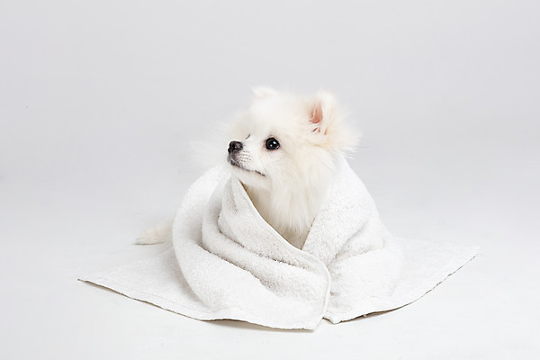 포토 JPG 스튜디오촬영 동물 한마리 반려견 실내 누끼 사람없음 앞모습 반려동물 수건 귀여움 개 강아지 흰배경 반려 포메라니안 국내포토 1 뷰포인트 백그라운드 컨셉 포유류 내부 위생용품 흰색 파일형식