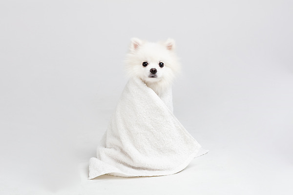포토 JPG 스튜디오촬영 동물 한마리 반려견 실내 누끼 사람없음 앞모습 반려동물 수건 귀여움 개 강아지 흰배경 반려 포메라니안 국내포토 1 뷰포인트 백그라운드 컨셉 포유류 내부 위생용품 흰색 파일형식