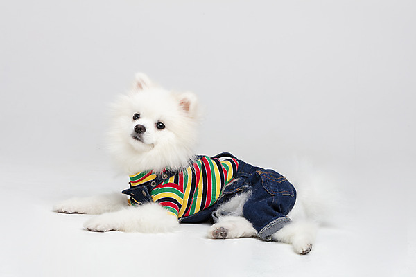 포토 JPG 스튜디오촬영 동물 한마리 응시 옷 반려견 실내 누끼 사람없음 옆모습 반려동물 귀여움 개 강아지 흰배경 강아지옷 반려 포메라니안 국내포토 1 시선 뷰포인트 백그라운드 컨셉 포유류 내부 흰색 애견용품 파일형식