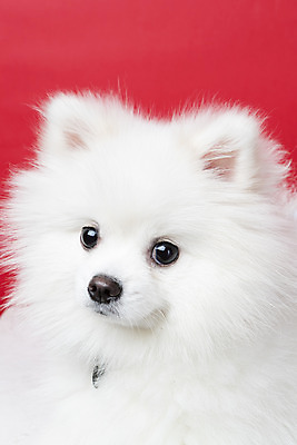 포토 JPG 스튜디오촬영 동물 한마리 반려견 실내 누끼 근접촬영 사람없음 앞모습 반려동물 귀여움 개 강아지 반려 빨간배경 포메라니안 국내포토 1 뷰포인트 백그라운드 컨셉 포유류 내부 빨간색 파일형식