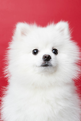 포토 JPG 스튜디오촬영 동물 한마리 반려견 실내 누끼 근접촬영 사람없음 앞모습 반려동물 귀여움 개 강아지 반려 빨간배경 포메라니안 국내포토 1 뷰포인트 백그라운드 컨셉 포유류 내부 빨간색 파일형식