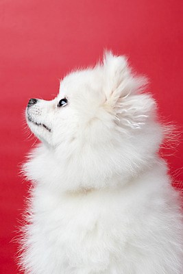 포토 JPG 스튜디오촬영 동물 한마리 응시 반려견 실내 누끼 근접촬영 사람없음 옆모습 반려동물 귀여움 개 강아지 반려 빨간배경 포메라니안 국내포토 1 시선 뷰포인트 백그라운드 컨셉 포유류 내부 빨간색 파일형식