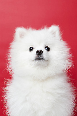 포토 JPG 스튜디오촬영 동물 한마리 반려견 실내 누끼 근접촬영 사람없음 앞모습 반려동물 귀여움 개 강아지 반려 빨간배경 포메라니안 국내포토 1 뷰포인트 백그라운드 컨셉 포유류 내부 빨간색 파일형식
