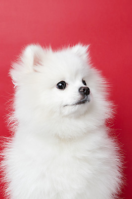 포토 JPG 스튜디오촬영 동물 한마리 반려견 실내 누끼 근접촬영 사람없음 앞모습 반려동물 귀여움 개 강아지 반려 빨간배경 포메라니안 국내포토 1 뷰포인트 백그라운드 컨셉 포유류 내부 빨간색 파일형식