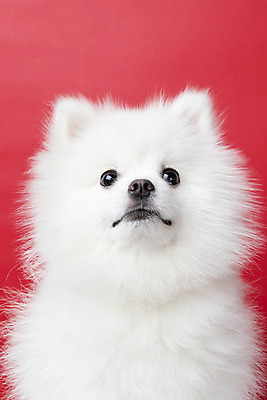 포토 JPG 스튜디오촬영 동물 한마리 반려견 실내 누끼 근접촬영 사람없음 앞모습 반려동물 귀여움 개 강아지 반려 빨간배경 포메라니안 국내포토 1 뷰포인트 백그라운드 컨셉 포유류 내부 빨간색 파일형식