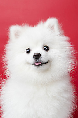 포토 JPG 스튜디오촬영 동물 한마리 반려견 실내 누끼 근접촬영 사람없음 앞모습 반려동물 귀여움 개 강아지 반려 빨간배경 포메라니안 국내포토 1 뷰포인트 백그라운드 컨셉 포유류 내부 빨간색 파일형식
