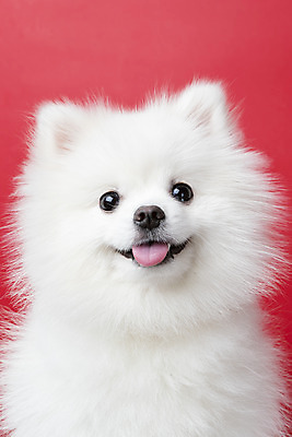 포토 JPG 스튜디오촬영 동물 한마리 반려견 실내 누끼 근접촬영 사람없음 앞모습 반려동물 귀여움 개 강아지 반려 빨간배경 포메라니안 국내포토 1 뷰포인트 백그라운드 컨셉 포유류 내부 빨간색 파일형식