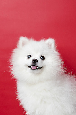 포토 JPG 스튜디오촬영 동물 한마리 반려견 실내 누끼 근접촬영 사람없음 앞모습 반려동물 귀여움 개 강아지 반려 빨간배경 포메라니안 국내포토 1 뷰포인트 백그라운드 컨셉 포유류 내부 빨간색 파일형식
