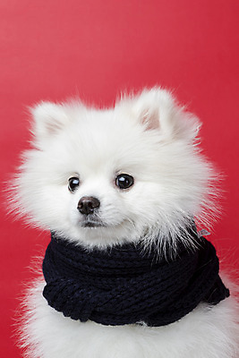 포토 JPG 스튜디오촬영 동물 한마리 반려견 실내 누끼 근접촬영 사람없음 앞모습 반려동물 귀여움 목도리 개 강아지 반려 빨간배경 포메라니안 국내포토 1 잡화 뷰포인트 백그라운드 컨셉 포유류 내부 빨간색 파일형식