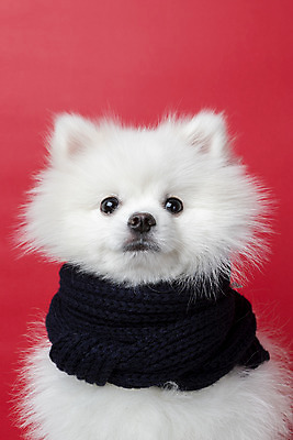 포토 JPG 스튜디오촬영 동물 한마리 반려견 실내 누끼 근접촬영 사람없음 앞모습 반려동물 귀여움 목도리 개 강아지 반려 빨간배경 포메라니안 국내포토 1 잡화 뷰포인트 백그라운드 컨셉 포유류 내부 빨간색 파일형식
