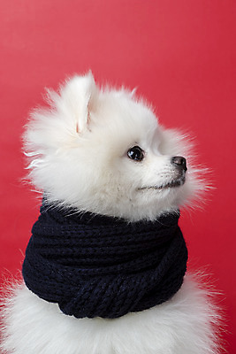 포토 JPG 스튜디오촬영 동물 한마리 반려견 실내 누끼 근접촬영 사람없음 앞모습 반려동물 귀여움 목도리 개 강아지 반려 빨간배경 포메라니안 국내포토 1 잡화 뷰포인트 백그라운드 컨셉 포유류 내부 빨간색 파일형식