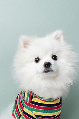 포토 JPG 스튜디오촬영 동물 한마리 반려견 실내 누끼 근접촬영 사람없음 앞모습 반려동물 귀여움 개 강아지 파란배경 반려 포메라니안 국내포토 1 뷰포인트 백그라운드 컨셉 포유류 내부 파란색 파일형식