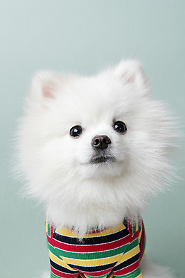 포토 JPG 스튜디오촬영 동물 한마리 반려견 실내 누끼 근접촬영 사람없음 앞모습 반려동물 귀여움 개 강아지 파란배경 반려 포메라니안 국내포토 1 뷰포인트 백그라운드 컨셉 포유류 내부 파란색 파일형식