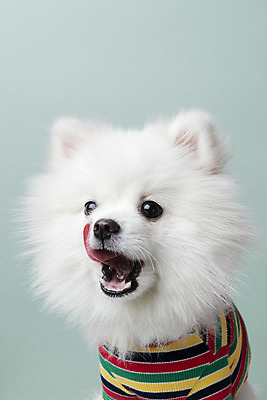 포토 JPG 스튜디오촬영 동물 한마리 반려견 실내 누끼 근접촬영 사람없음 앞모습 반려동물 귀여움 개 강아지 파란배경 반려 포메라니안 국내포토 1 뷰포인트 백그라운드 컨셉 포유류 내부 파란색 파일형식