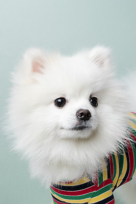 포토 JPG 스튜디오촬영 동물 한마리 반려견 실내 누끼 근접촬영 사람없음 앞모습 반려동물 귀여움 개 강아지 파란배경 반려 포메라니안 국내포토 1 뷰포인트 백그라운드 컨셉 포유류 내부 파란색 파일형식