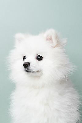 포토 JPG 스튜디오촬영 동물 한마리 반려견 실내 누끼 근접촬영 사람없음 앞모습 반려동물 귀여움 개 강아지 파란배경 반려 포메라니안 국내포토 1 뷰포인트 백그라운드 컨셉 포유류 내부 파란색 파일형식