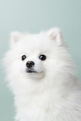 포토 JPG 스튜디오촬영 동물 한마리 반려견 실내 누끼 근접촬영 사람없음 앞모습 반려동물 귀여움 개 강아지 파란배경 반려 포메라니안 국내포토 1 뷰포인트 백그라운드 컨셉 포유류 내부 파란색 파일형식