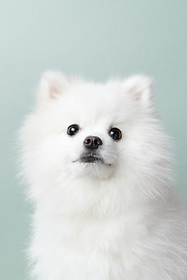 포토 JPG 스튜디오촬영 동물 한마리 반려견 실내 누끼 근접촬영 사람없음 앞모습 반려동물 귀여움 개 강아지 파란배경 반려 포메라니안 국내포토 1 뷰포인트 백그라운드 컨셉 포유류 내부 파란색 파일형식