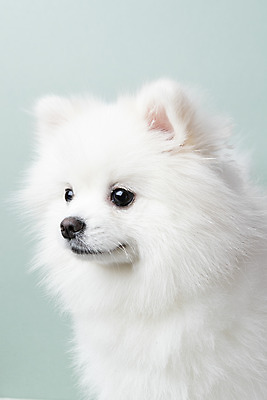 포토 JPG 스튜디오촬영 동물 한마리 응시 반려견 실내 누끼 근접촬영 사람없음 옆모습 반려동물 귀여움 개 강아지 파란배경 반려 포메라니안 국내포토 1 시선 뷰포인트 백그라운드 컨셉 포유류 내부 파란색 파일형식