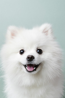 포토 JPG 스튜디오촬영 동물 한마리 반려견 실내 누끼 근접촬영 사람없음 앞모습 반려동물 귀여움 개 강아지 파란배경 반려 포메라니안 국내포토 1 뷰포인트 백그라운드 컨셉 포유류 내부 파란색 파일형식