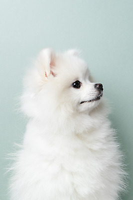 포토 JPG 스튜디오촬영 동물 한마리 반려견 실내 누끼 근접촬영 사람없음 옆모습 반려동물 귀여움 개 강아지 파란배경 반려 포메라니안 국내포토 1 뷰포인트 백그라운드 컨셉 포유류 내부 파란색 파일형식