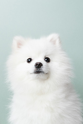 포토 JPG 스튜디오촬영 동물 한마리 반려견 실내 누끼 근접촬영 사람없음 앞모습 반려동물 귀여움 개 강아지 파란배경 반려 포메라니안 국내포토 1 뷰포인트 백그라운드 컨셉 포유류 내부 파란색 파일형식