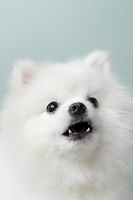 포토 JPG 스튜디오촬영 동물 한마리 반려견 실내 누끼 근접촬영 사람없음 앞모습 반려동물 귀여움 개 강아지 파란배경 반려 포메라니안 국내포토 1 뷰포인트 백그라운드 컨셉 포유류 내부 파란색 파일형식