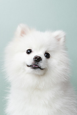 포토 JPG 스튜디오촬영 동물 한마리 반려견 실내 누끼 근접촬영 사람없음 앞모습 반려동물 귀여움 개 강아지 파란배경 반려 포메라니안 국내포토 1 뷰포인트 백그라운드 컨셉 포유류 내부 파란색 파일형식