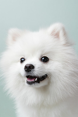 포토 JPG 스튜디오촬영 동물 한마리 반려견 실내 누끼 근접촬영 사람없음 앞모습 반려동물 귀여움 개 강아지 파란배경 반려 포메라니안 국내포토 1 뷰포인트 백그라운드 컨셉 포유류 내부 파란색 파일형식