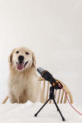 포토 JPG 한마리 반려견 입벌림 앉기 사람없음 노트북 반려동물 골든리트리버 강아지 마이크 동물라이프 반려 1인미디어 펫팸족 유튜버 국내포토 동물 1 라이프스타일 음향기기 모션 표정 전자제품 개 리트리버 방송 신조어 파일형식 크리에이터