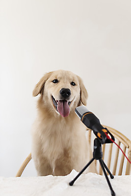 포토 JPG 한마리 반려견 입벌림 앉기 사람없음 반려동물 골든리트리버 강아지 마이크 동물라이프 반려 1인미디어 펫팸족 유튜버 국내포토 동물 1 라이프스타일 음향기기 모션 표정 개 리트리버 방송 신조어 파일형식 크리에이터