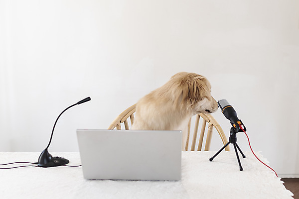 포토 JPG 한마리 탁자 앉기 사람없음 뒷모습 노트북 반려동물 골든리트리버 강아지 마이크 동물라이프 반려 1인미디어 펫팸족 유튜버 국내포토 동물 1 라이프스타일 뷰포인트 음향기기 가구 모션 전자제품 개 리트리버 방송 신조어 파일형식 크리에이터