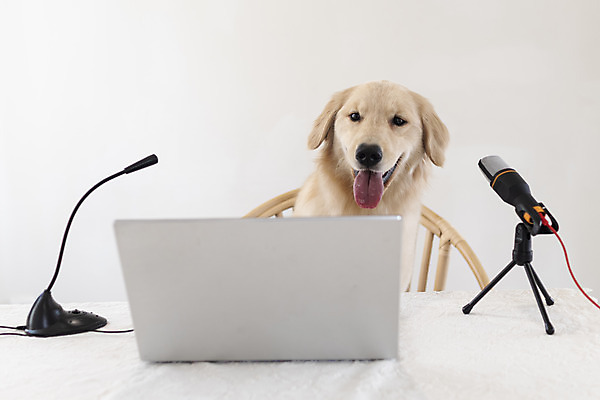 포토 JPG 한마리 반려견 입벌림 앉기 사람없음 노트북 반려동물 골든리트리버 강아지 마이크 동물라이프 반려 1인미디어 펫팸족 유튜버 국내포토 동물 1 라이프스타일 음향기기 모션 표정 전자제품 개 리트리버 방송 신조어 파일형식 크리에이터