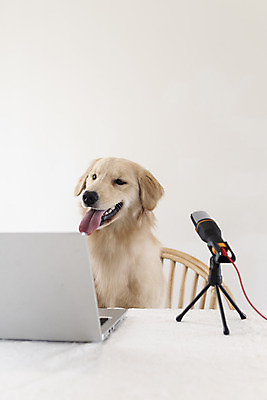 포토 JPG 한마리 입벌림 앉기 사람없음 노트북 반려동물 골든리트리버 강아지 마이크 동물라이프 반려 1인미디어 펫팸족 유튜버 국내포토 동물 1 라이프스타일 음향기기 모션 표정 전자제품 개 리트리버 방송 신조어 파일형식 크리에이터