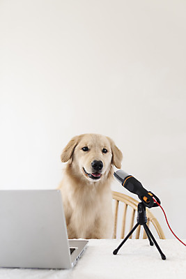 포토 JPG 한마리 반려견 입벌림 앉기 사람없음 노트북 반려동물 골든리트리버 강아지 마이크 동물라이프 반려 1인미디어 펫팸족 유튜버 국내포토 동물 1 라이프스타일 음향기기 모션 표정 전자제품 개 리트리버 방송 신조어 파일형식 크리에이터