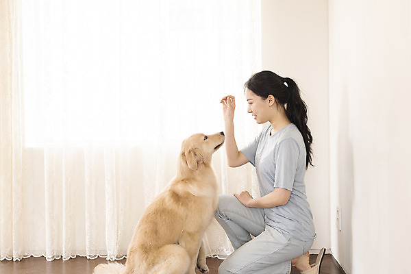 포토 JPG 전신 한마리 여자 교육 반려견 거실 한명 앉기 20대 성인 옆모습 반려동물 마주보기 한국인 커튼 골든리트리버 강아지 즐거움 교감 반려 성인여자한명만 펫팸족 애견훈련 국내포토 동물 1 감정 뷰포인트 모션 사람 동양인 청년 개 리트리버 연습 신조어 여자한명만 성인여자만 파일형식