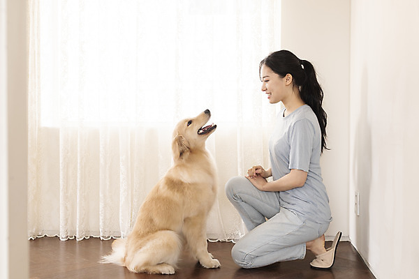 포토 JPG 전신 한마리 여자 교육 반려견 엎드리기 거실 한명 앉기 20대 성인 옆모습 반려동물 마주보기 한국인 커튼 골든리트리버 강아지 즐거움 교감 반려 성인여자한명만 펫팸족 애견훈련 국내포토 동물 1 감정 뷰포인트 모션 사람 동양인 청년 개 리트리버 연습 신조어 여자한명만 성인여자만 파일형식