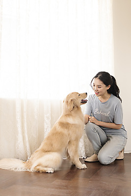 포토 JPG 전신 한마리 여자 반려견 거실 놀이 한명 앉기 20대 성인 앞모습 반려동물 눕기 마주보기 한국인 골든리트리버 강아지 즐거움 교감 반려 성인여자한명만 펫팸족 애견훈련 국내포토 동물 1 감정 뷰포인트 모션 사람 동양인 청년 개 리트리버 연습 신조어 여자한명만 성인여자만 파일형식