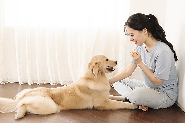 포토 JPG 전신 한마리 여자 반려견 엎드리기 거실 한명 앉기 20대 성인 옆모습 반려동물 마주보기 한국인 커튼 골든리트리버 강아지 즐거움 교감 반려 성인여자한명만 펫팸족 애견훈련 국내포토 동물 1 감정 뷰포인트 모션 사람 동양인 청년 개 리트리버 연습 신조어 여자한명만 성인여자만 파일형식