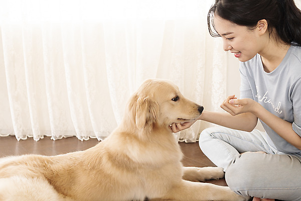 포토 JPG 한마리 여자 교육 반려견 엎드리기 거실 한명 앉기 상반신 20대 성인 옆모습 반려동물 마주보기 한국인 커튼 골든리트리버 강아지 즐거움 교감 반려 성인여자한명만 펫팸족 애견훈련 국내포토 동물 1 감정 뷰포인트 모션 사람 동양인 청년 개 리트리버 연습 신조어 여자한명만 성인여자만 파일형식