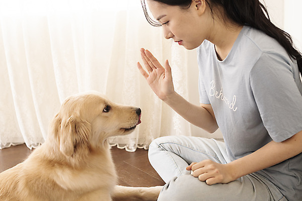 포토 JPG 한마리 여자 교육 반려견 거실 한명 앉기 상반신 20대 성인 옆모습 반려동물 마주보기 한국인 커튼 골든리트리버 강아지 즐거움 교감 반려 성인여자한명만 펫팸족 애견훈련 국내포토 동물 1 감정 뷰포인트 모션 사람 동양인 청년 개 리트리버 연습 신조어 여자한명만 성인여자만 파일형식
