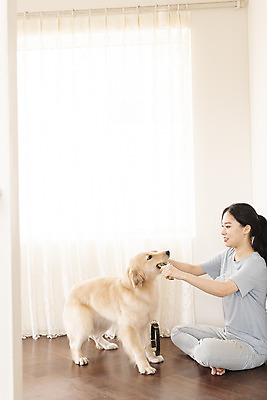 포토 JPG 전신 한마리 여자 교육 반려견 거실 장난 한명 앉기 20대 성인 옆모습 반려동물 마주보기 한국인 커튼 당기기 골든리트리버 강아지 즐거움 목줄 교감 반려 성인여자한명만 펫팸족 애견훈련 국내포토 동물 1 감정 뷰포인트 모션 사람 동양인 청년 개 리트리버 연습 신조어 여자한명만 성인여자만 파일형식 반려용품