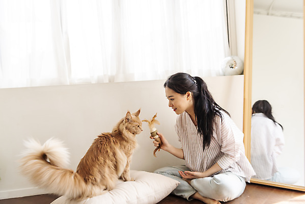 포토 JPG 전신 한마리 여자 놀이 실내 한명 앉기 20대 옆모습 반려동물 장난감 고양이 화목 거울 한국인 즐거움 소통 교감 반려 성인여자한명만 반려묘 펫팸족 메인쿤 국내포토 동물 1 감정 뷰포인트 컨셉 포유류 모션 사람 동양인 청년 내부 신조어 여자한명만 성인여자만 파일형식