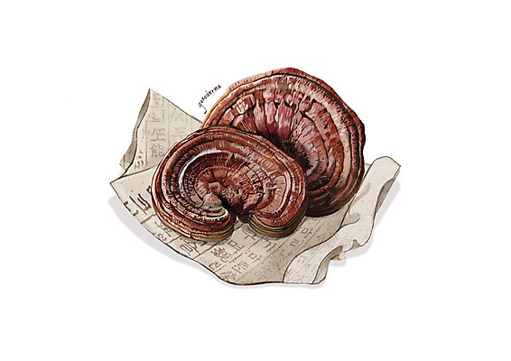 PSD 일러스트 사람없음 한의학 한약재 흰색 한지 영지버섯 디테일 국내일러스트 종이 컬러 의학 버섯 약재 파일형식
