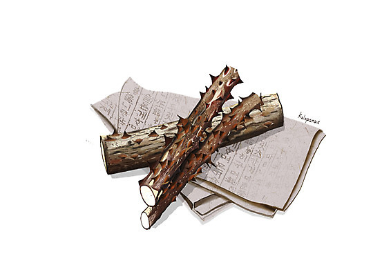 PSD 일러스트 사람없음 한의학 한약재 흰색 한지 음나무 디테일 국내일러스트 나무 종이 컬러 의학 약재 파일형식