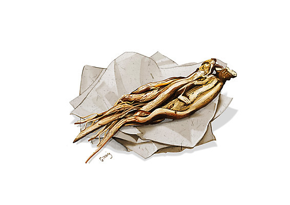 PSD 일러스트 사람없음 한의학 한약재 흰색 인삼 한지 디테일 국내일러스트 종이 컬러 의학 약재 삼 파일형식