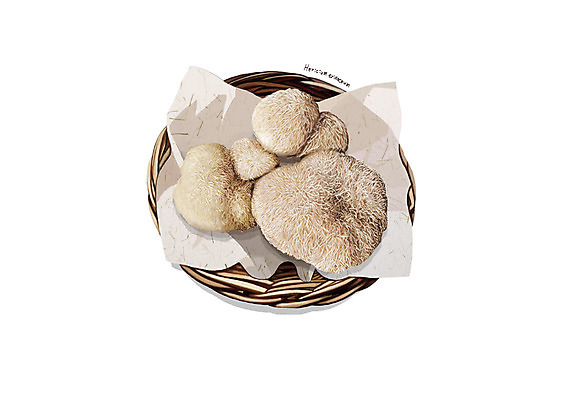 PSD 일러스트 사람없음 바구니 한의학 한약재 흰색 디테일 노루궁뎅이 국내일러스트 컬러 의학 버섯 약재 파일형식