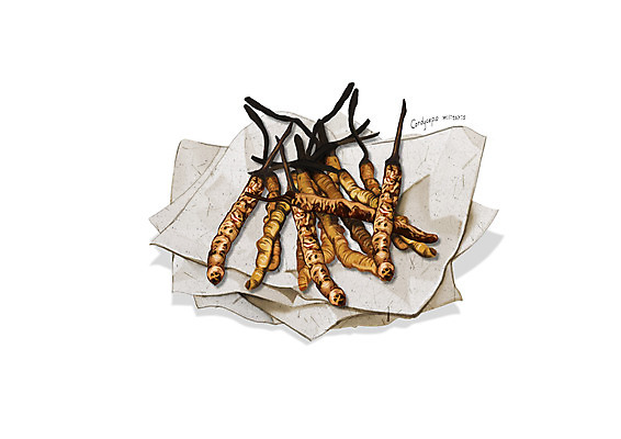 PSD 일러스트 사람없음 한의학 한약재 흰색 한지 동충하초 디테일 국내일러스트 종이 컬러 의학 약재 파일형식