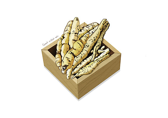 PSD 일러스트 사람없음 한의학 한약재 흰색 나무그릇 디테일 백수오 국내일러스트 그릇 컬러 의학 목재 약재 파일형식